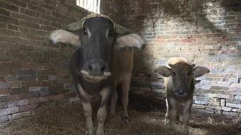 国产大片b站水牛影视,国产大片在B站的崛起之路